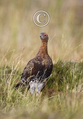 Red Grouse 5